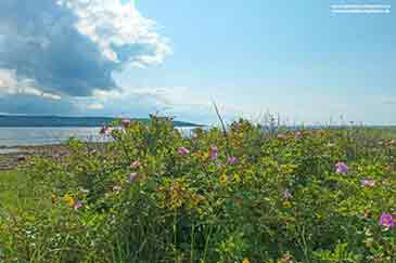 Grundstück zu verkaufen Atlantic Beach Farm auf Cape Breton Island