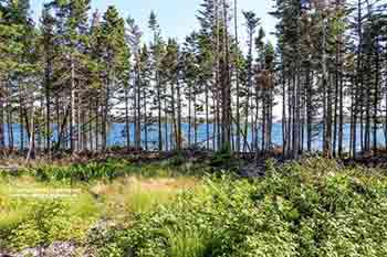 Ufergrundstück am Bras d’Or Lake Little Harbour, Malagawatch zu verkaufen Nova Scotia, Kanada
