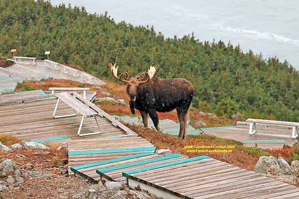 Fotogalerien Cape Breton Island, Nova Scotia, Kanada